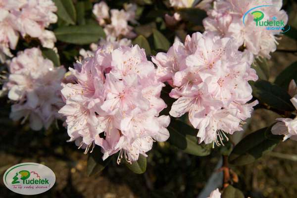 Rhododendron Pink Pompon